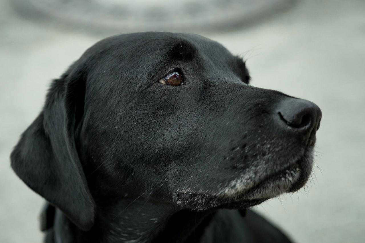 Uncovering the Average Life Span of a Labrador Retriever
